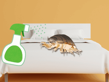 Las chinches pueden reproducirse durante semanas o incluso meses sin ser detectadas. UNSPLASH / P. HUANG / UNSPLASH / Z. FIRM