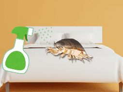 Las chinches pueden reproducirse durante semanas o incluso meses sin ser detectadas. UNSPLASH / P. HUANG / UNSPLASH / Z. FIRM