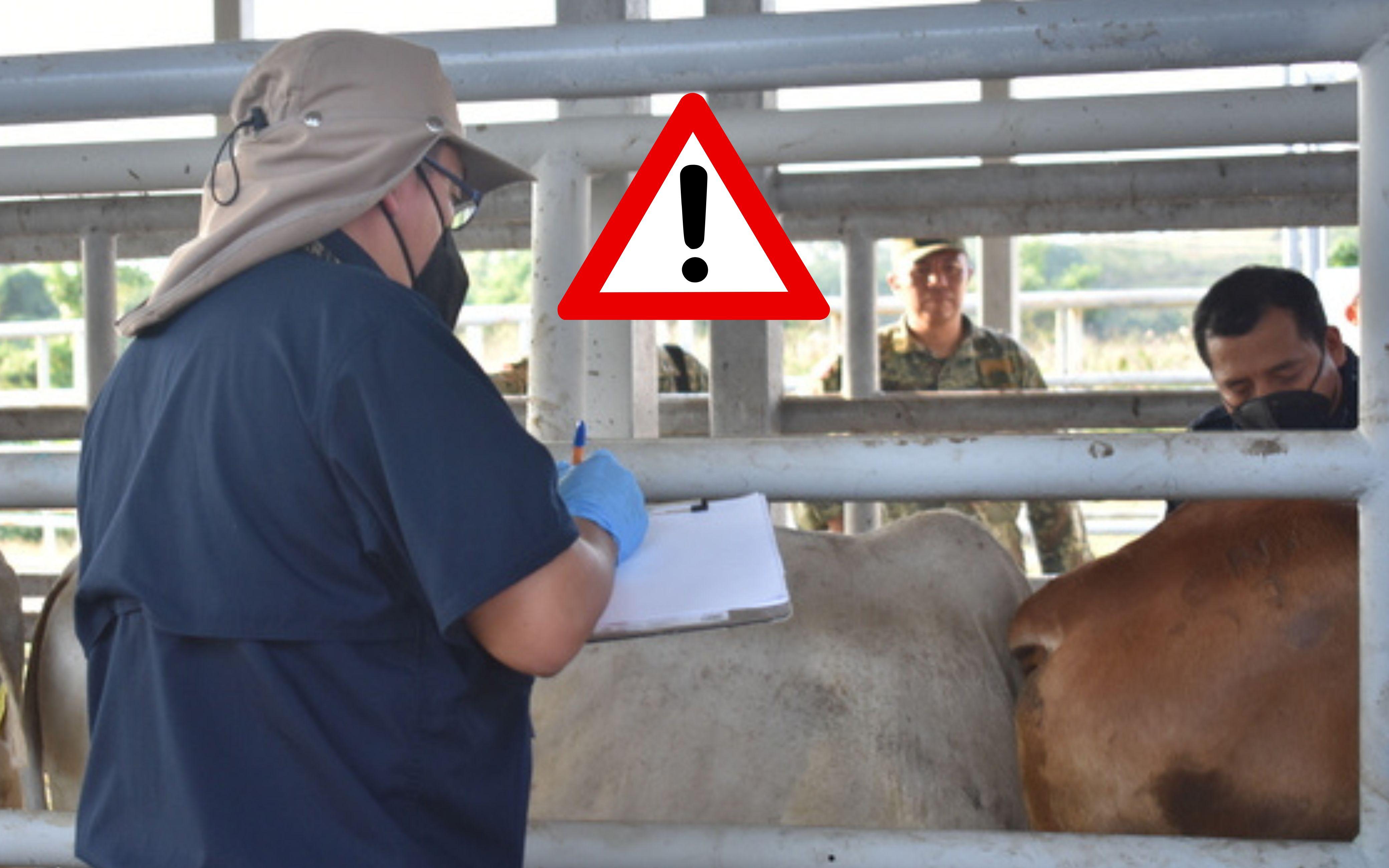 Las medidas acordadas incluyen el refuerzo del control de la movilización de ganado. ESPECIAL / GOBIERNO DE MÉXICO