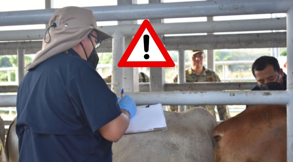 Las medidas acordadas incluyen el refuerzo del control de la movilización de ganado. ESPECIAL / GOBIERNO DE MÉXICO