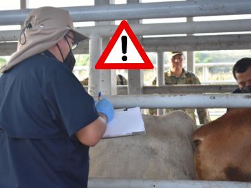 Las medidas acordadas incluyen el refuerzo del control de la movilización de ganado. ESPECIAL / GOBIERNO DE MÉXICO