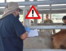 Las medidas acordadas incluyen el refuerzo del control de la movilización de ganado. ESPECIAL / GOBIERNO DE MÉXICO