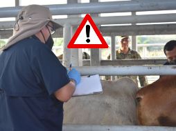 Las medidas acordadas incluyen el refuerzo del control de la movilización de ganado. ESPECIAL / GOBIERNO DE MÉXICO