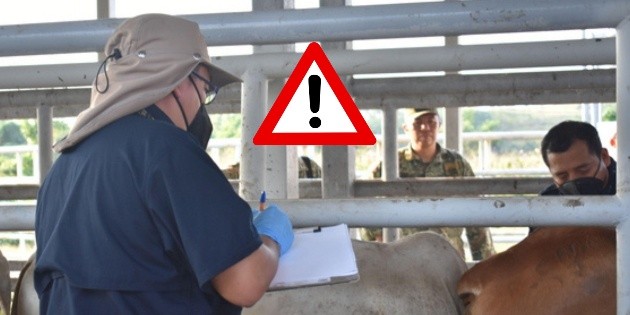 Gusano barrenador: Sader acuerda plan urgente contra la plaga