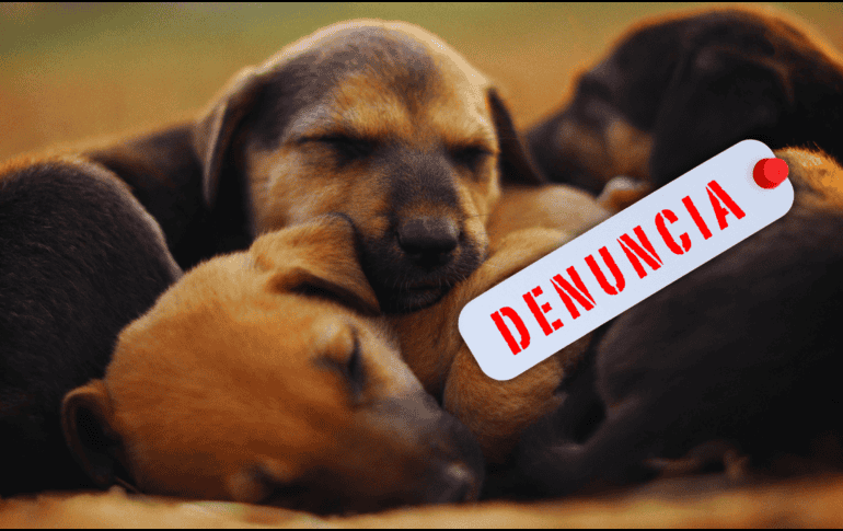 El maltrato animal incluye acciones que provoquen dolor, sufrimiento, lesiones o la muerte del animal, incluyendo actos de negligencia, maltrato y crueldad. ESPECIAL / CANVA