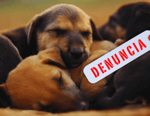 El maltrato animal incluye acciones que provoquen dolor, sufrimiento, lesiones o la muerte del animal, incluyendo actos de negligencia, maltrato y crueldad. ESPECIAL / CANVA