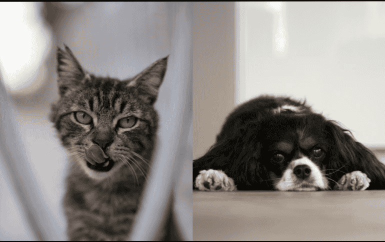 La prevención, la observación diaria y las visitas veterinarias periódicas son esenciales. ESPECIAL/ Unsplash