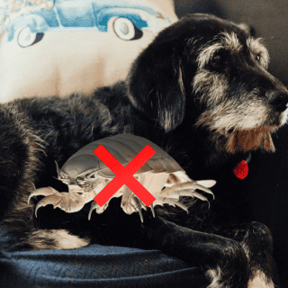 los perros llevan chinches