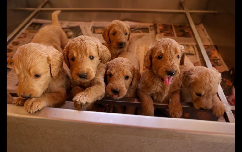 Criadero La Puerta. GENTE BIEN JALISCO/ Revista del 16 de enero 2026