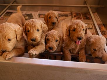 Criadero La Puerta. GENTE BIEN JALISCO/ Revista del 16 de enero 2026