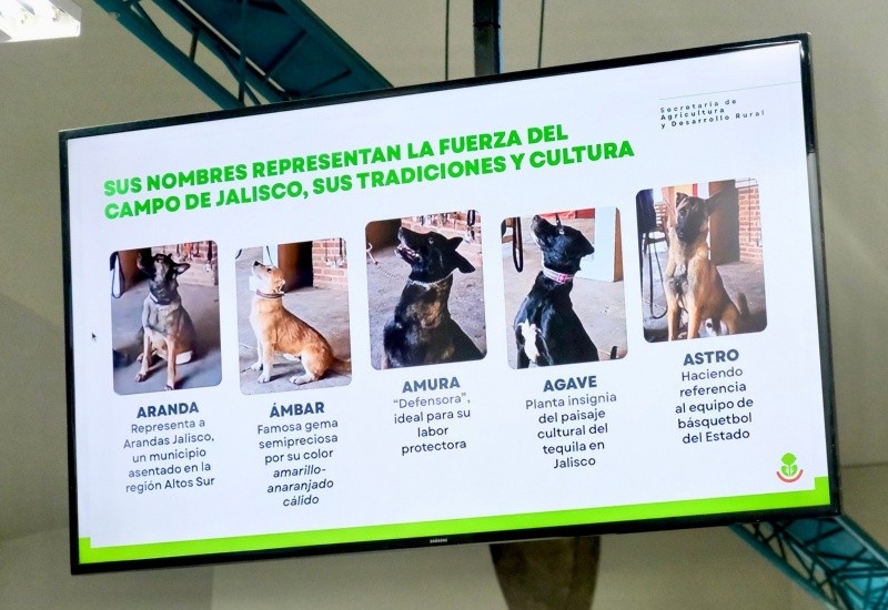 &nbsp;Se trata de tres hembras y dos machos, de entre dos y tres años de edad, que llevan por nombre Aranda, Ámbar, Amura, Agave y Astro. ESPECIAL