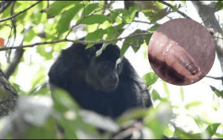 La confirmación de la muerte de este primate valida los temores expresados recientemente por expertos en sanidad animal. ESPECIAL / CANVA