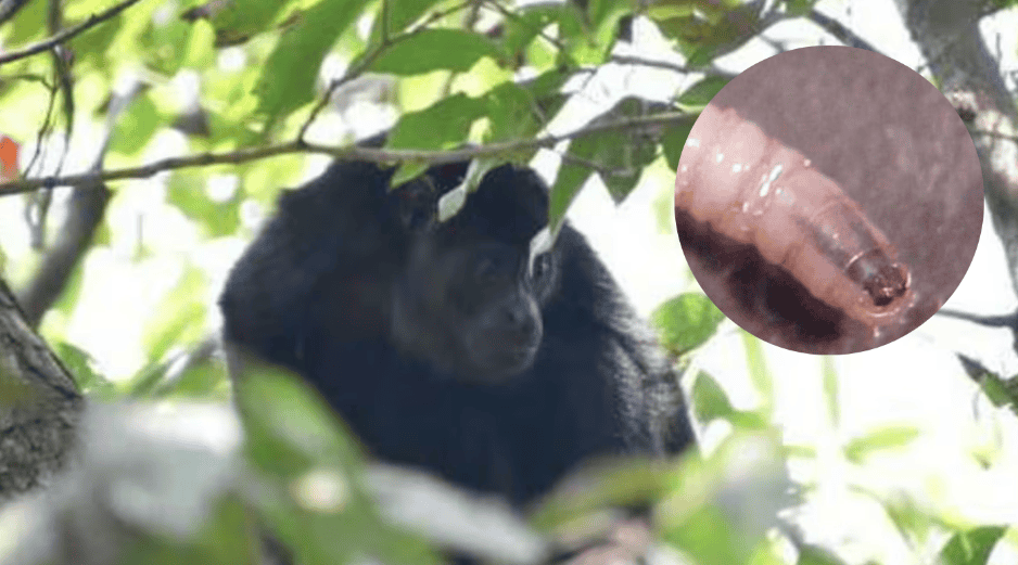 La confirmación de la muerte de este primate valida los temores expresados recientemente por expertos en sanidad animal. ESPECIAL / CANVA