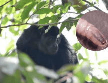 La confirmación de la muerte de este primate valida los temores expresados recientemente por expertos en sanidad animal. ESPECIAL / CANVA