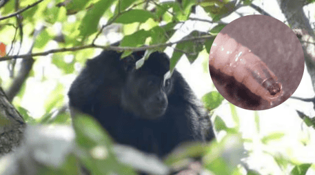 La confirmación de la muerte de este primate valida los temores expresados recientemente por expertos en sanidad animal. ESPECIAL / CANVA