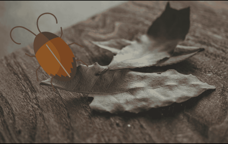 Una planta aromática con compuestos volátiles que ha sido analizada por su posible efecto repelente de insectos y que, además, ocupa un lugar importante en prácticas tradicionales como el Feng Shui. ESPECIAL/ Unsplash