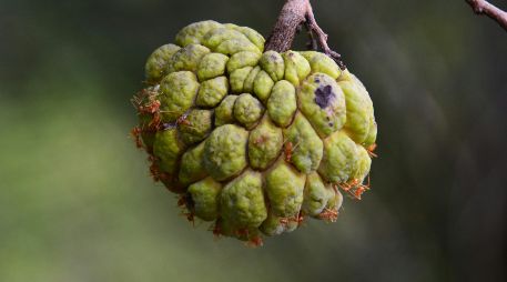 Además de su dulce sabor, la chirimoya contiene múltiples vitaminas y minerales. UNSPLASH / M. WIWEKWAN