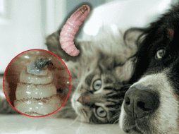 Entre las infecciones activas al corte del 7 de enero se encuentran 189 a caninos, cuatro felinos y un ave. ESPECIAL/Unplash/Gobierno de México