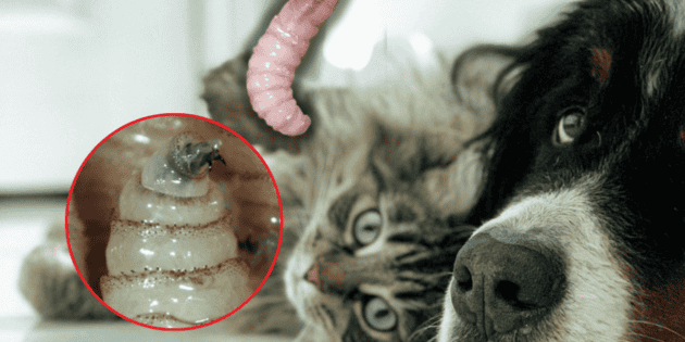 Semarnat registra infecciones por gusano barrenador en animales dom&eacute;sticos, incluidos perros y gatos