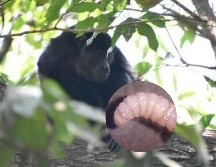 Aguililla pecho rojo (Buteo lineatus), el gavilán pollero, la paloma, el ciervo rojo, el búfalo de agua y el mono saraguato, fueron algunos de los animales afectados. SUN / ESPECIAL