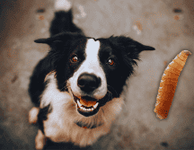 El gusano barrenador ya no se limita sólo a animales de producción. ESPECIAL / CANVA