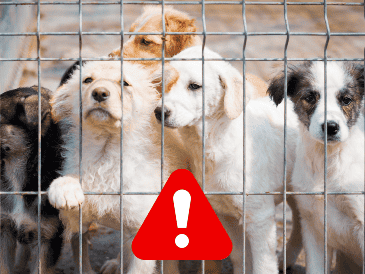 Si eres testigo de un caso de maltrato animal, se recomienda documentar la situación siempre y cuando esto sea posible y seguro. ESPECIAL / CANVA