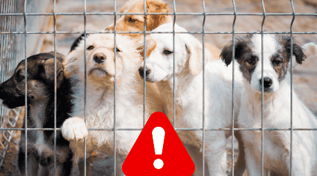 Si eres testigo de un caso de maltrato animal, se recomienda documentar la situación siempre y cuando esto sea posible y seguro. ESPECIAL / CANVA