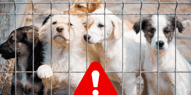 &iquest;Qu&eacute; se considera maltrato animal?