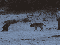 Se espera la caída de nieve o aguanieve en las cimas de varias montañas de México. SUN/ARCHIVO