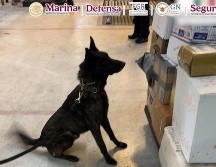 Con el apoyo del ejemplar canino 'Néstor', del área de centros tácticos de la Aduana, marcó positivo a posible droga