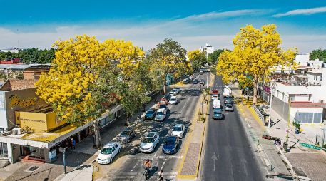 El arbolado urbano en el Centro de la ciudad forma parte del diagnóstico metropolitano que permitirá orientar acciones de planeación. EL INFORMADOR/Archivo