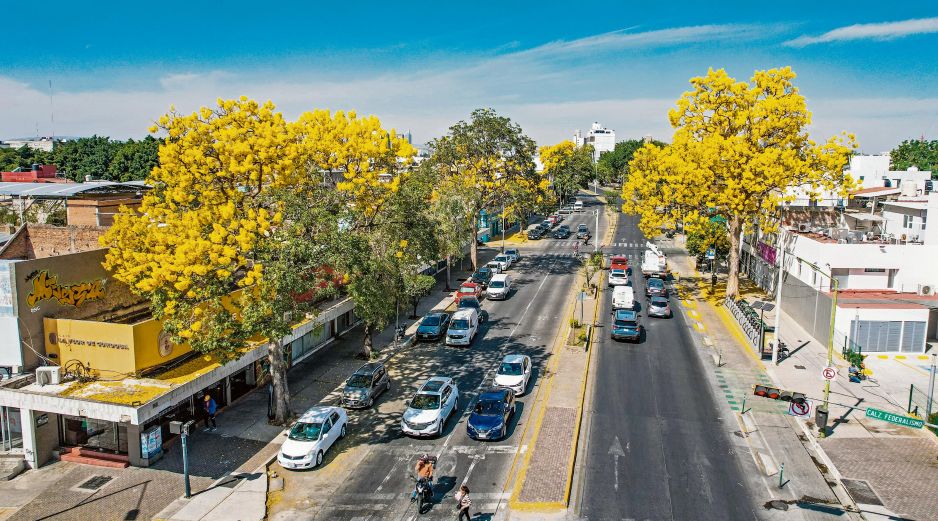 El arbolado urbano en el Centro de la ciudad forma parte del diagnóstico metropolitano que permitirá orientar acciones de planeación. EL INFORMADOR/Archivo