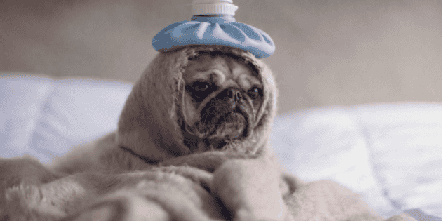 Porvavirus en perros: s&iacute;ntomas y tratamiento de esta enfermedad