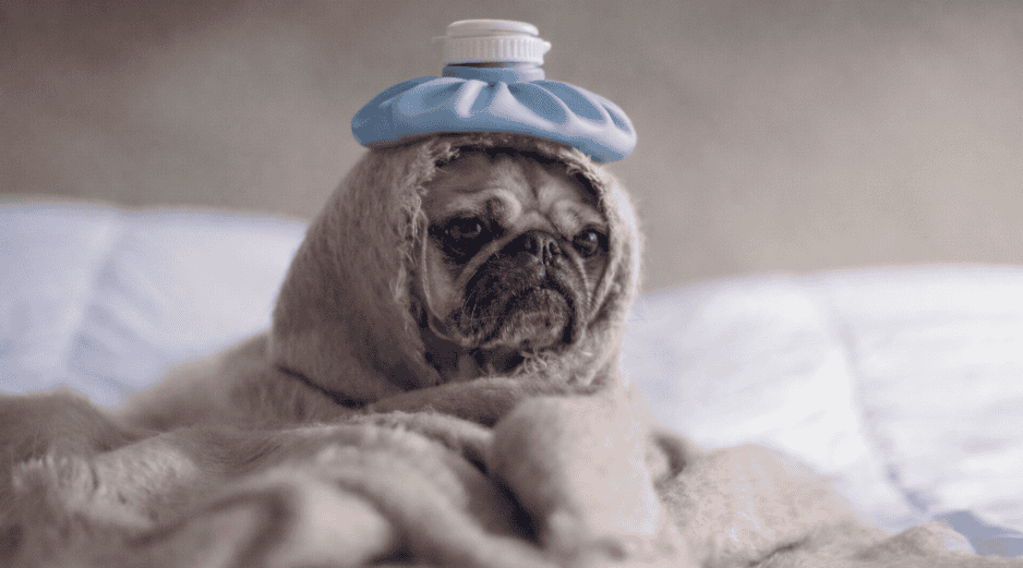 Cuando tu perro está enfermo, es importante acudir al veterinario para que le dé el tratamiento indicado. UNSPLASH / M. HENRY