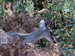 Se trataba de una hembra adulta en buenas condiciones, aunque con agotamiento excesivo, refirió el director de la Unidad de Acopio y Salud Animal Municipal de Tlajomulco. ESPECIAL / URFST