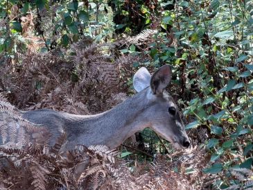 Se trataba de una hembra adulta en buenas condiciones, aunque con agotamiento excesivo, refirió el director de la Unidad de Acopio y Salud Animal Municipal de Tlajomulco. ESPECIAL / URFST