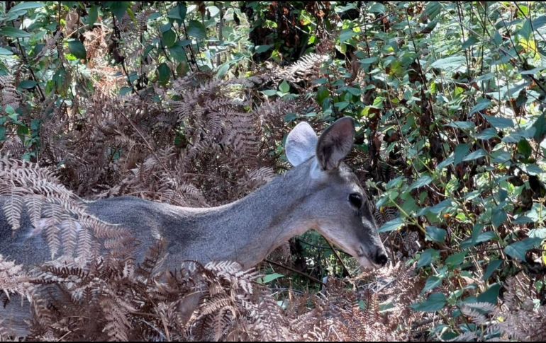 Se trataba de una hembra adulta en buenas condiciones, aunque con agotamiento excesivo, refirió el director de la Unidad de Acopio y Salud Animal Municipal de Tlajomulco. ESPECIAL / URFST