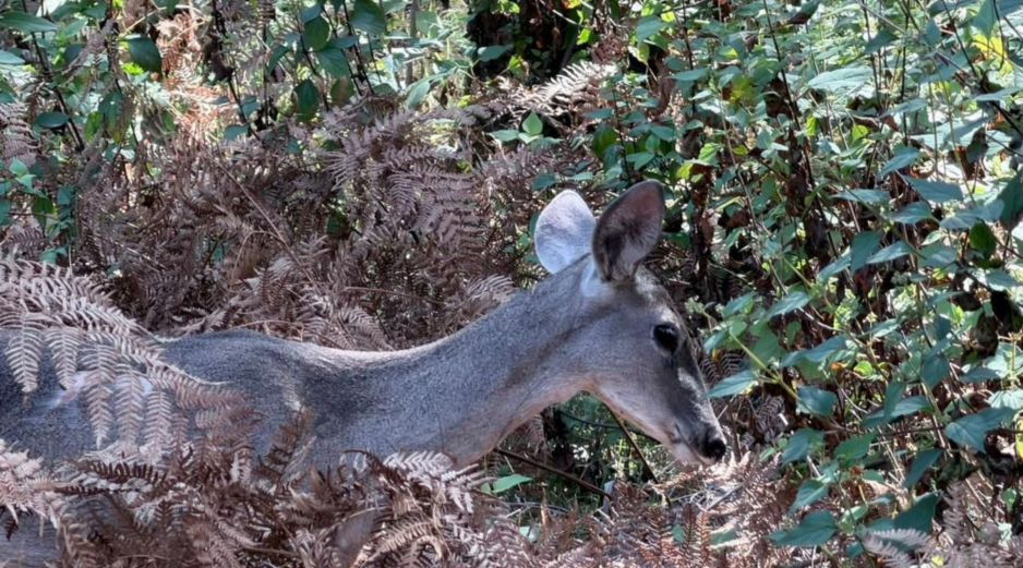 Se trataba de una hembra adulta en buenas condiciones, aunque con agotamiento excesivo, refirió el director de la Unidad de Acopio y Salud Animal Municipal de Tlajomulco. ESPECIAL / URFST