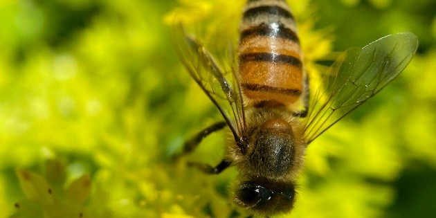 &iquest;Qu&eacute; significa que una abeja se acerque a tu casa?