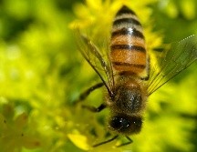 Especialistas en ecología urbana señalan que las abejas no permanecen en espacios hostiles para su supervivencia. PEXELS