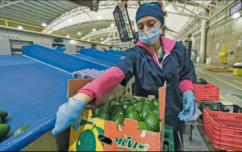 Trabajadores en una exportadora de aguacates de Jalisco, preparando los frutos para su envío al mercado internacional. ESPECIAL