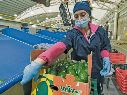 Trabajadores en una exportadora de aguacates de Jalisco, preparando los frutos para su envío al mercado internacional. ESPECIAL