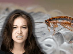 Existe un truco definitivo para eliminar las cucarachas del hogar de forma eficaz, con el que evitarás tener que desembolsar tanto dinero. ESPECIAL/Canva/Unplash