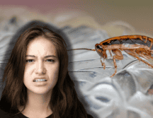 Existe un truco definitivo para eliminar las cucarachas del hogar de forma eficaz, con el que evitarás tener que desembolsar tanto dinero. ESPECIAL/Canva/Unplash