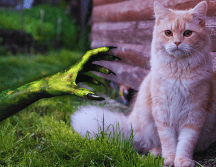 La panleucopenia felina, también conocida como enteritis infecciosa felina, es una enfermedad viral causada por un parvovirus genéticamente similar al parvovirus canino. ESPECIAL / CANVA