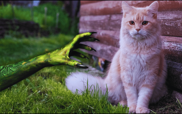 La panleucopenia felina, también conocida como enteritis infecciosa felina, es una enfermedad viral causada por un parvovirus genéticamente similar al parvovirus canino. ESPECIAL / CANVA