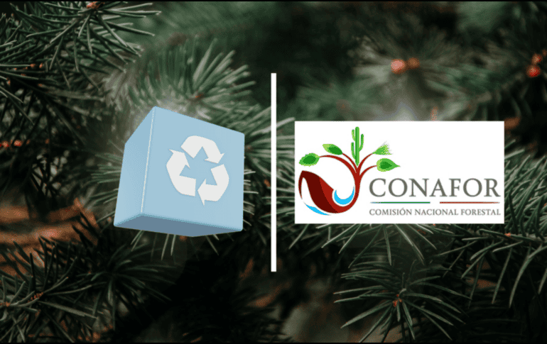 Bajo las condiciones óptimas un árbol natural que sirvió como adorno en navidad volverá a la tierra sin representar contaminación alguna. gob.mx/CANVA/ESPECIAL