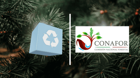 Bajo las condiciones óptimas un árbol natural que sirvió como adorno en navidad volverá a la tierra sin representar contaminación alguna. CONAFOR/CANVA/ESPECIAL