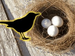 En muchas culturas, el hecho de que un ave anide en tu hogar es visto como un presagio positivo. ESPECIAL/Unplash