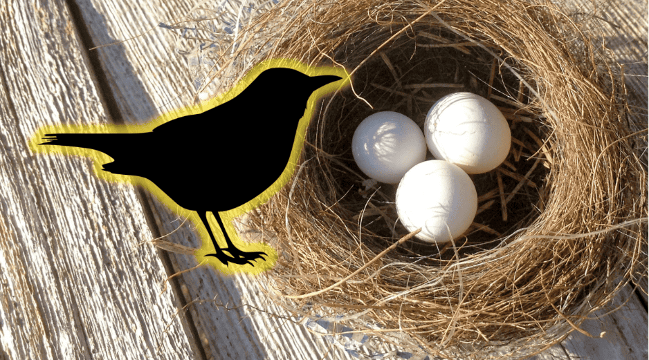 En muchas culturas, el hecho de que un ave anide en tu hogar es visto como un presagio positivo. ESPECIAL/Unplash